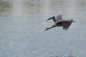 Heron Melton Lake in Flight