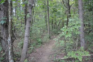 TN Oak Ridge Barrens Wooded Part of Trail