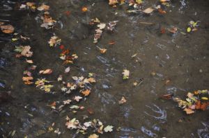 Fall leaves floating in the water along Poplar Creek Road as part of the North Boundary Trail