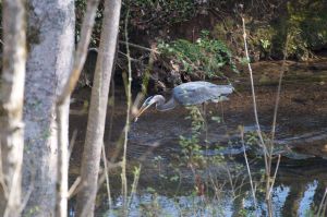 Heron seen near Emory Valley Greenway and has been seen many times near the Melton  Lake Greenway.